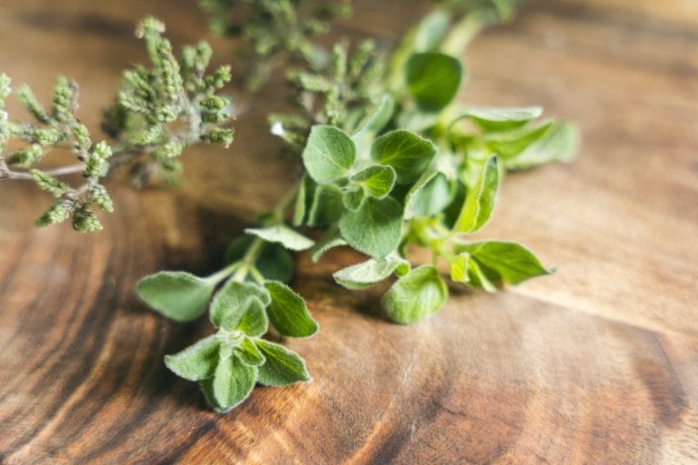 Frische Oreganozweige mit grünen Blättern und kleinen Knospen ruhen auf einer Holzoberfläche. Entdecken Sie Oregano Vida kaufen für Ihr Gewürzregal.