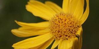 Arnika-entzündungshemmend: Helenalin