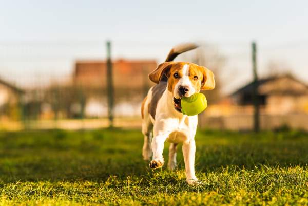An einem sonnigen Tag läuft ein Beagle mit einem Tennisball im Maul über grünes Gras. Im Hintergrund sind Produktvorschläge für Artemisia PET Bio sowie unscharfe Zäune und Häuser zu sehen.