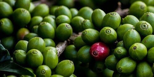 Caffè verde, acido clorogenico, perdita di peso